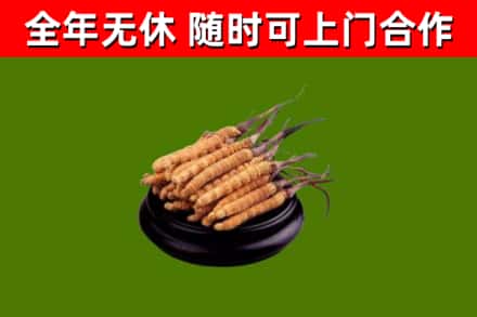 长宁区回收散虫草