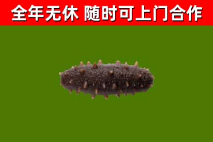 长宁区回收海参干